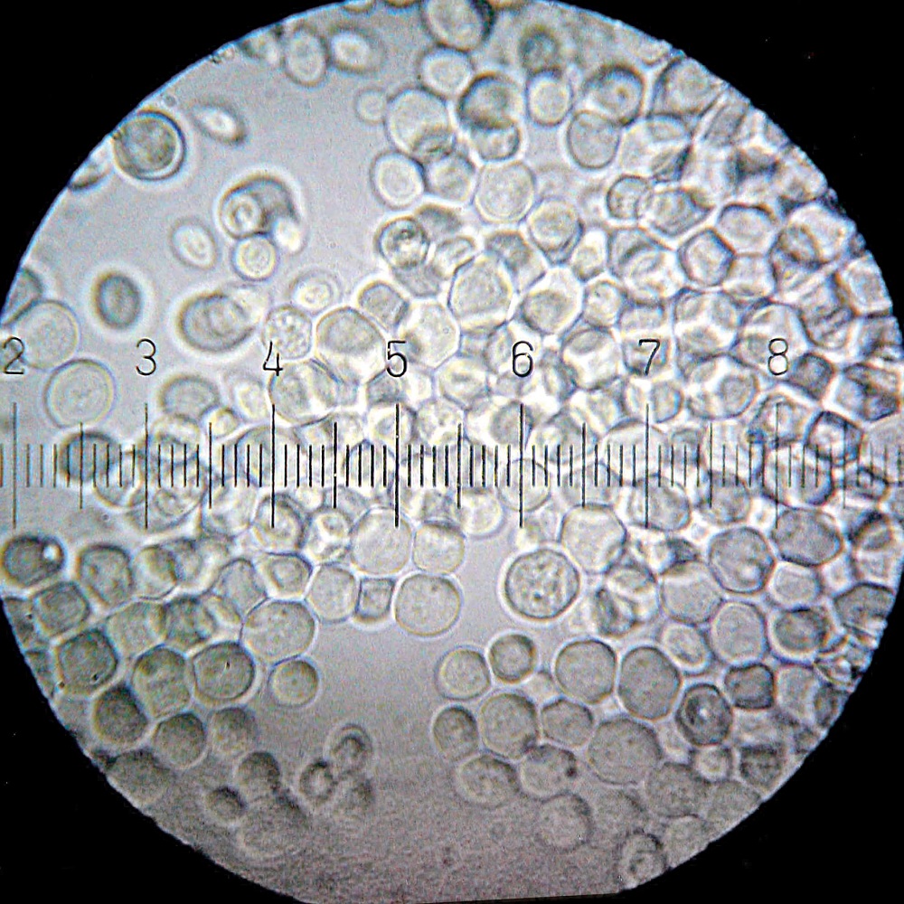 酵母細胞